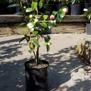 Planter Bags (PBS)/Sprayguards 230X230X460-125 BLACK PB40 - Flexoplas